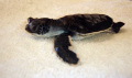   Waiting be released This baby green sea turtle was found beach cold stunned. He spending day warming Preservation Society while evening. stunned evening  